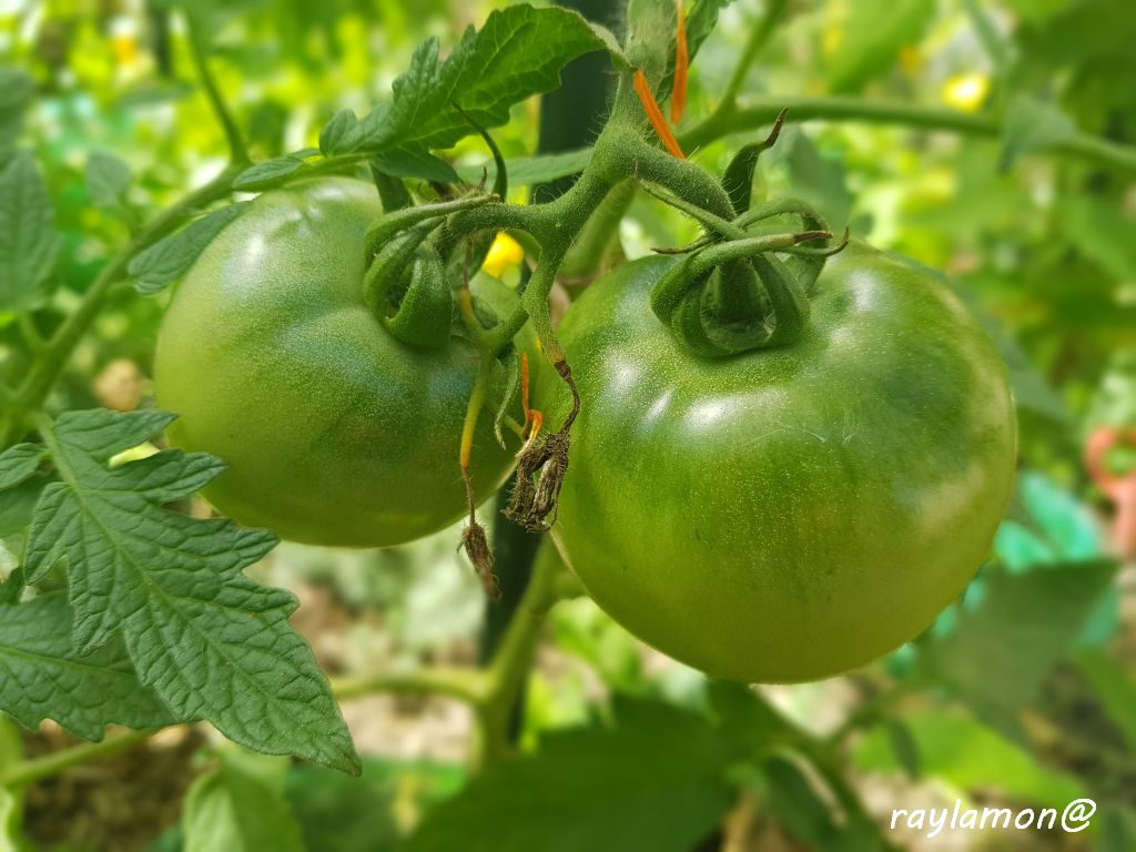 grüne Frucht