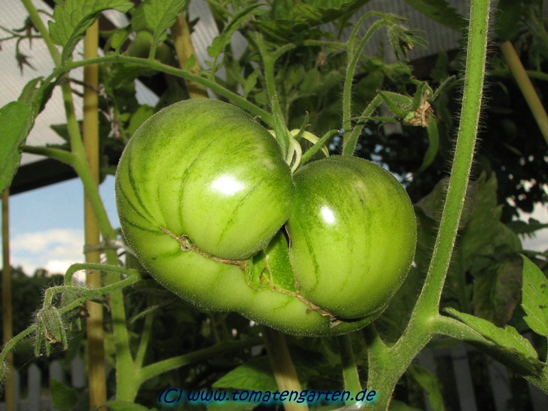 grüne Frucht