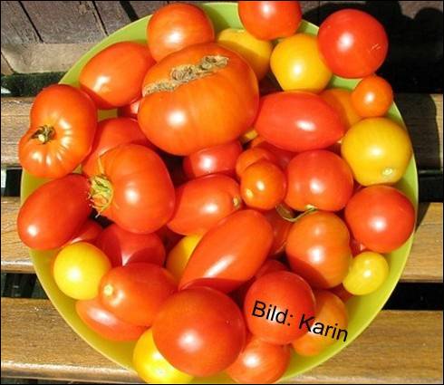 Tomaten